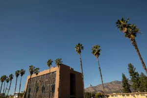 A cluster of tall palm trees swaying gently against a clear blue sky.