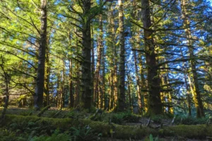 A dense forest featuring tall trees and a carpet of vibrant green moss covering the ground.